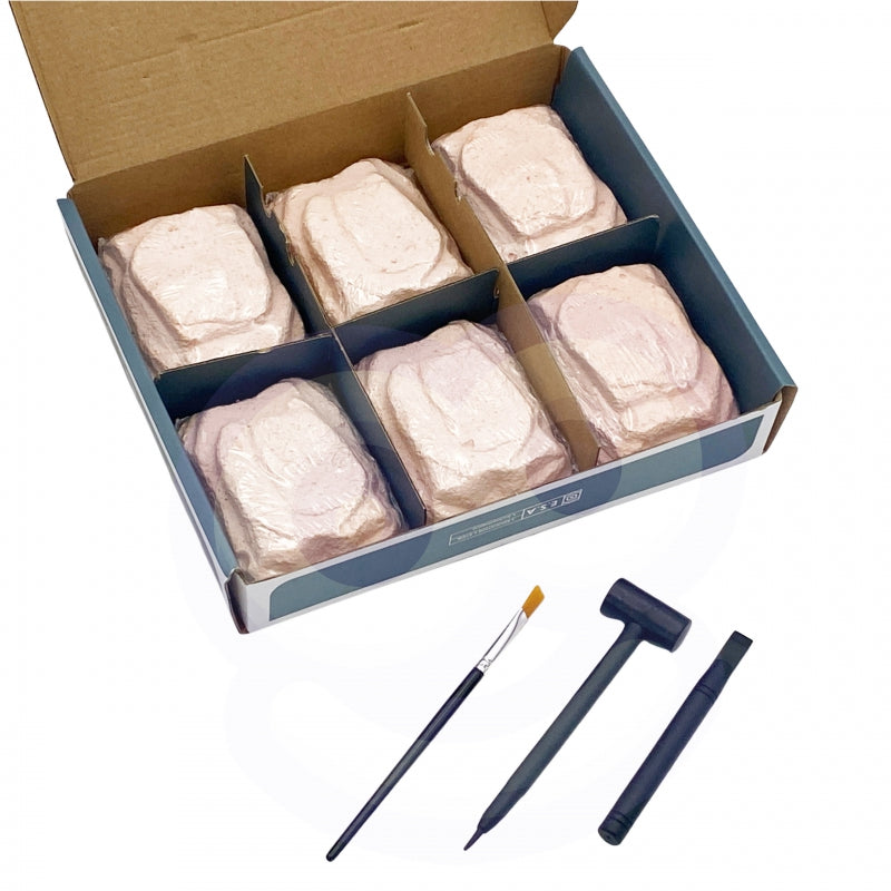 WOOPIE Dinosaurusskelet Opgraving set 6-in-1 - Kleine Archeoloog - 6 stuks